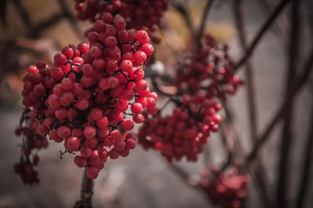 Bagas vermelhas de viburnum no fundo com outras bagas Viburnum em um galho seco sem folhas Fechar foto com bokeh