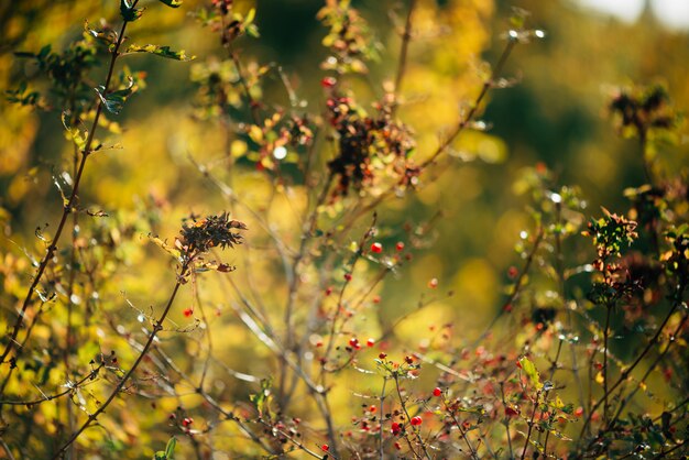 Bagas vermelhas de viburnum nos galhos no pôr do sol.