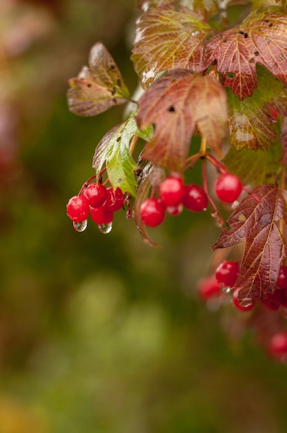 Bagas vermelhas de viburnum penduradas em um galho no outono com gotas de chuva e um fundo desfocado