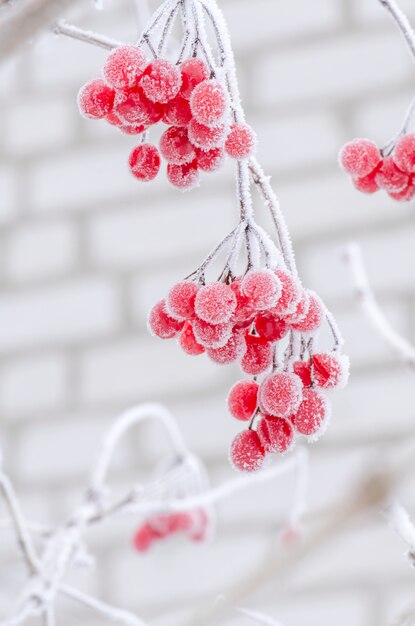 Bagas vermelhas de Viburnum.