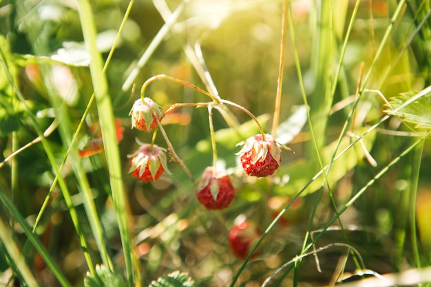 Bagas vermelhas maduras frescas de morangos silvestres da floresta no galho atrás da grama Presentes da natureza vitaminas de verão colheita de bagas