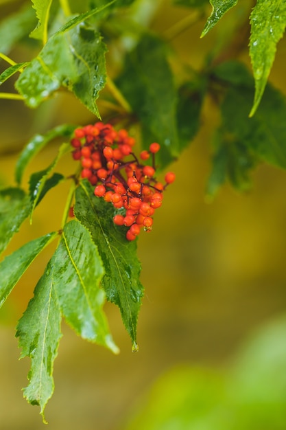 Bagas vermelhas na árvore rowan com dorps de água depois da chuva