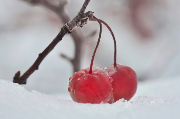 Bagas vermelhas na neve