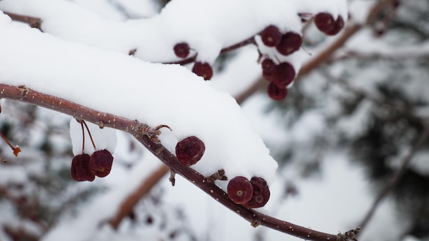 Bagas vermelhas na neve.