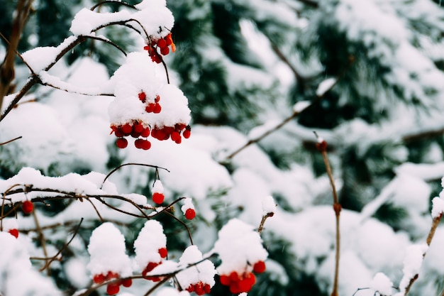 Bagas vermelhas nevadas