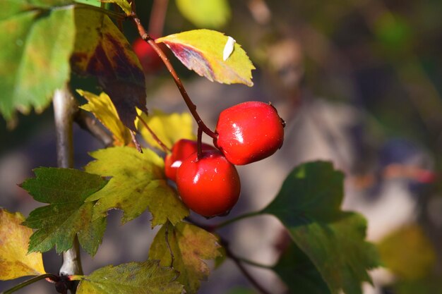Bagas vermelhas no jardim de outono. Frutos vermelhos de Crataegus monogyna, conhecido como espinheiro-alvar ou espinheiro-alvar.