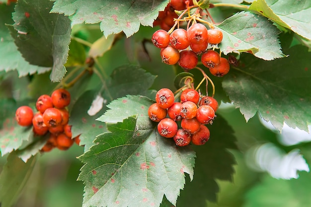 Bagas Viburnum