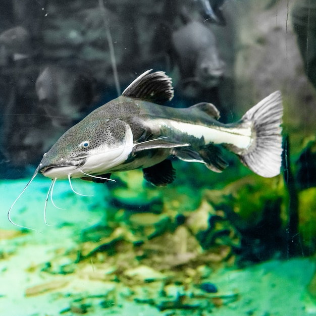 Bagre en el acuario