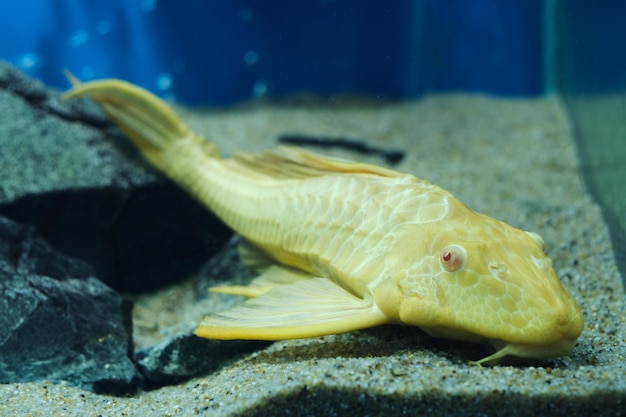 El bagre de peces de acuario ancistrus albino se encuentra en el acuario de fondo arenoso.