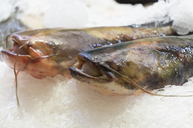 Bagre recién capturado en el hielo en el mercado de pescado