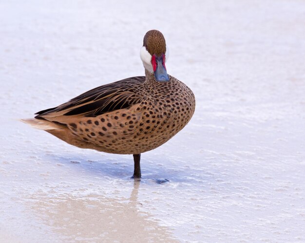 Bahama-Ente am Sandstrand