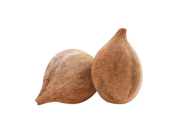 Foto baheda bahera behada beleric terminalia bellirica los frutos y las vainas se utilizan como medicina