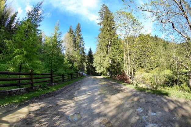 Bahn im Bergwald