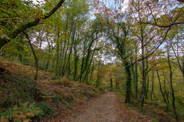 Bahn im Herbstwald