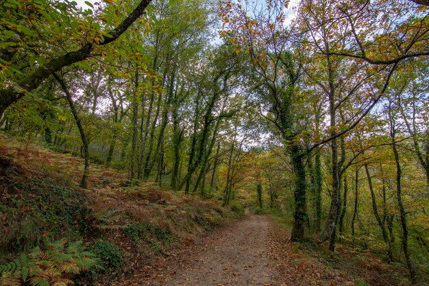 Bahn im Herbstwald