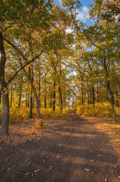 Bahn im nebligen Herbstpark