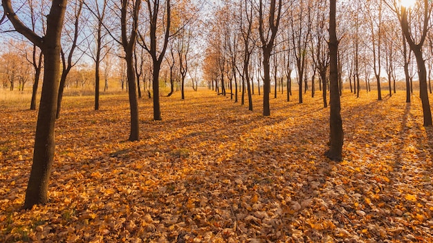 Bahn im nebligen Herbstpark