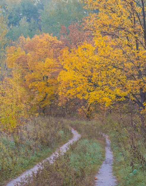 Bahn im Wald