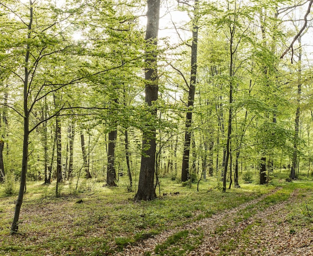 Bahn im Wald