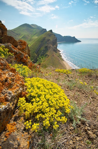 Baía de primavera do mar e das montanhas flores amarelas na encosta