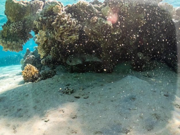 Baiacu de manchas brancas ou tetraodontidae em recifes de corais do Mar Vermelho