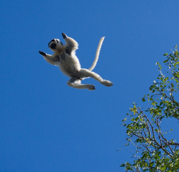 Bailando Sifaka en vuelo sobre cielo azul