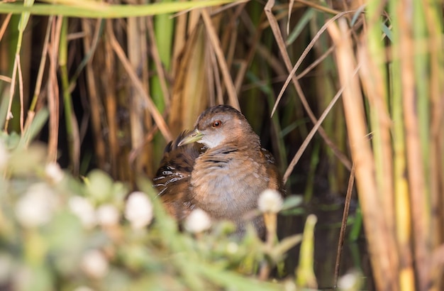 Baillon's Crake steht hinter der Reispflanze