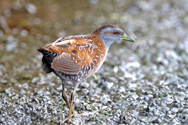 Baillons Crake Porzana pusilla Schöne Vögel von Thailand