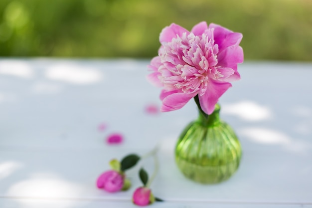 Foto baixas frescas rosa em vaso