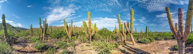 Baja california sur cactus gigante en el desierto