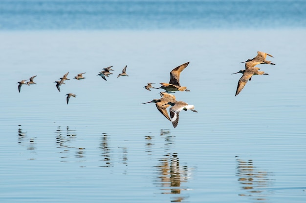 Baja California-Vögel, die über Wasser fliegen