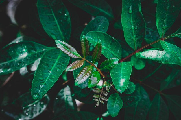 Baja llave de hojas verdes de fondo