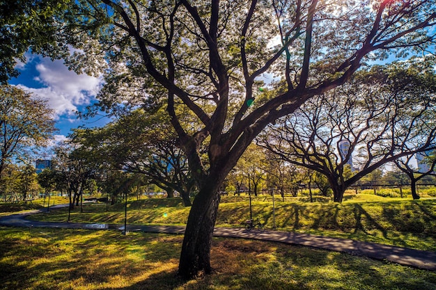 Bajakitti-Waldpark Neuer Waldpark in Bangkok Bangkok Thailand