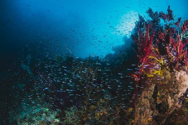 Bajío de peces en el arrecife