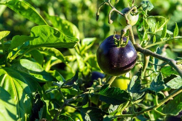 Bakterielle Krankheiten von Tomaten, die im Garten wachsen Einsame schwarze Tomate auf einem Ast aus nächster Nähe