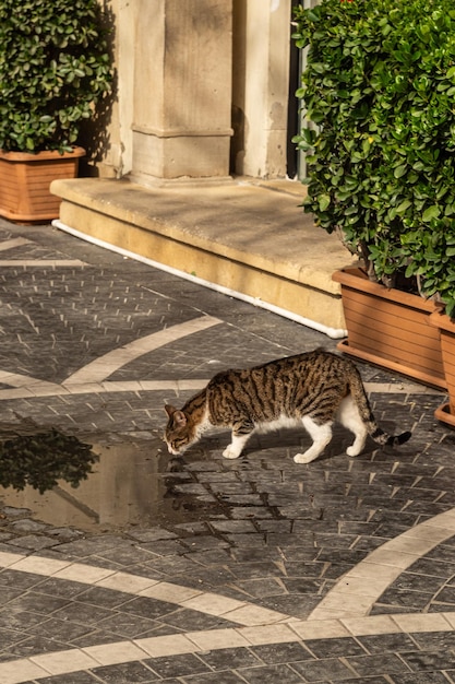 Baku Street Cats Gatos do Azerbaijão