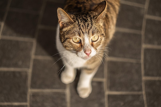 Baku Street Cats Katzen aus Aserbaidschan