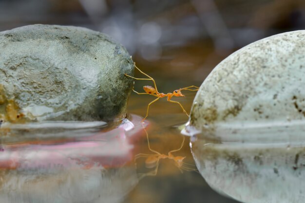 Balack Mantis fliegen auf einem Blatt