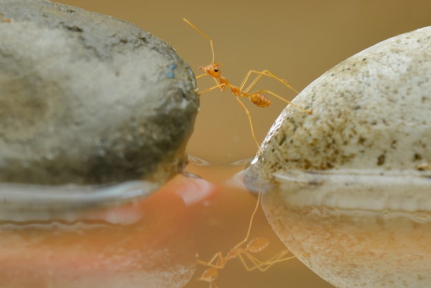 Balack mantis voar em uma folha