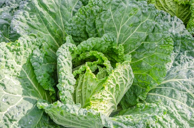 Balanço jovem e informe de repolho. Fundo natural. Brassica oleracea var. Sabauda