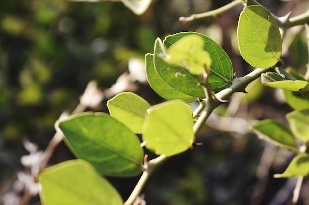 Foto balanites de espinhos verdes maughamii