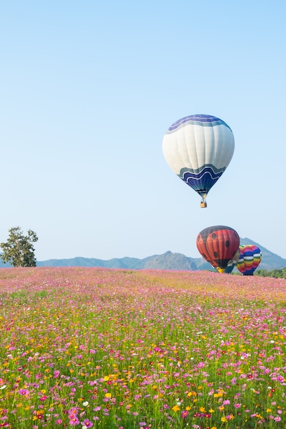 Balão na fazenda de flores cosmos