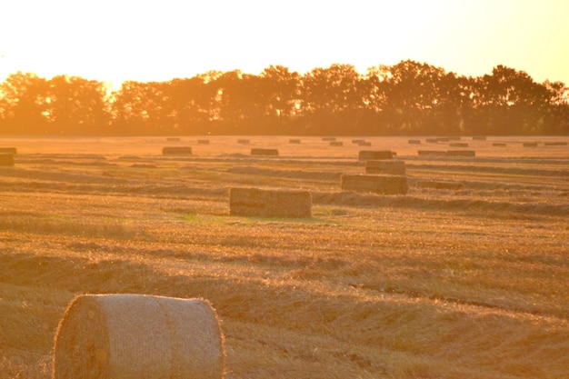 Foto balas cuadradas redondas de paja de trigo seca prensada en el campo después de la cosecha verano sol de la noche puesta de sol
