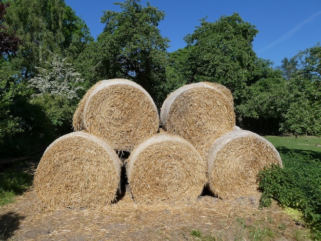 Balas de feno no campo contra as árvores