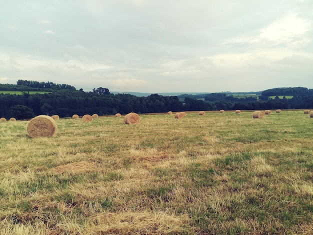 Balas de feno no campo contra o céu