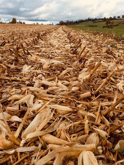 Foto balas de feno no campo contra o céu