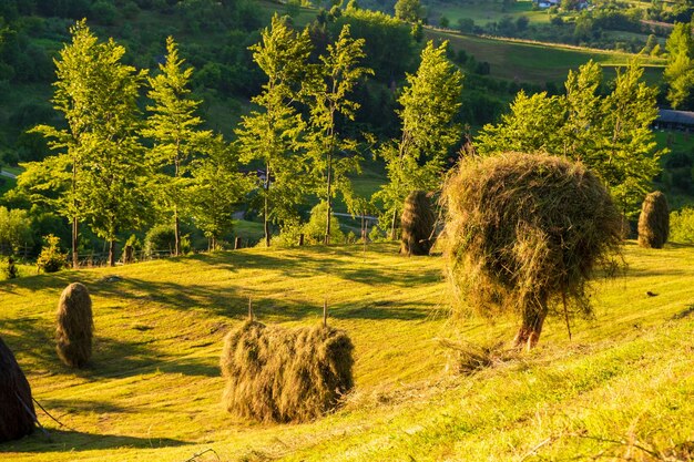 Balas de heno en el campo contra los árboles