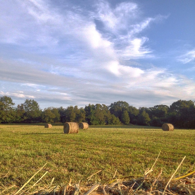 Foto balas de heno en el campo contra el cielo