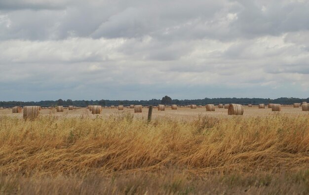 Balas de heno en el campo contra el cielo