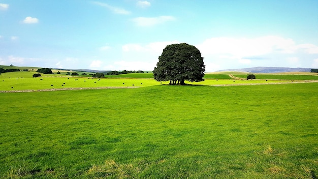 Foto balas de heno en el campo contra el cielo